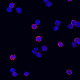 CD3e antibody in Human PBMCs by Immunocytochemistry (ICC).
