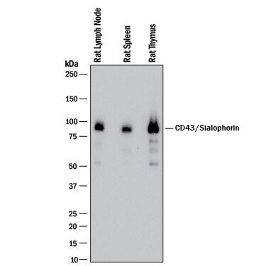 Detection of Rat CD43 antibody by Western Blot.