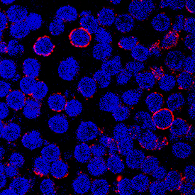 CD43 antibody in Human PBMCs by Immunocytochemistry (ICC).