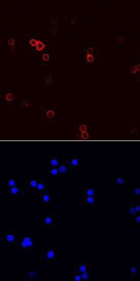 CD44 antibody in Mouse Splenocytes by Immunocytochemistry (ICC).