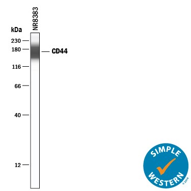 Detection of Rat CD44 antibody by Simple WesternTM.
