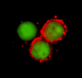 CD44 antibody in Human PBMCs by Immunocytochemistry (ICC).