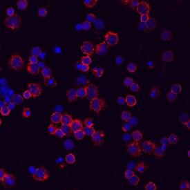 CD44 antibody in Human PBMCs by Immunocytochemistry (ICC).