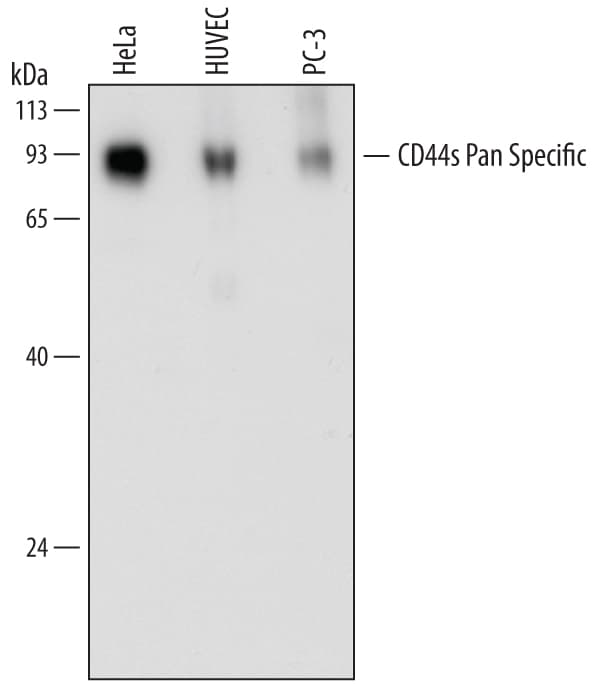 Detection of Human CD44 antibody by Western Blot.