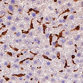 CD45 antibody in Mouse Liver by Immunohistochemistry (IHC-P).