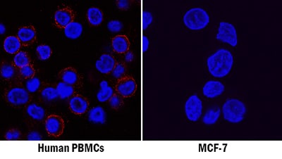 CD45 antibody in Human PBMCs and MCF-7 Cell Line by Immunocytochemistry (ICC).