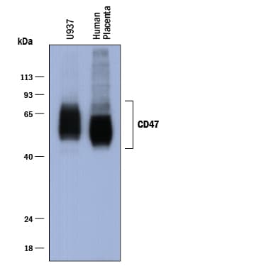 Detection of Human CD47 antibody by Western Blot.