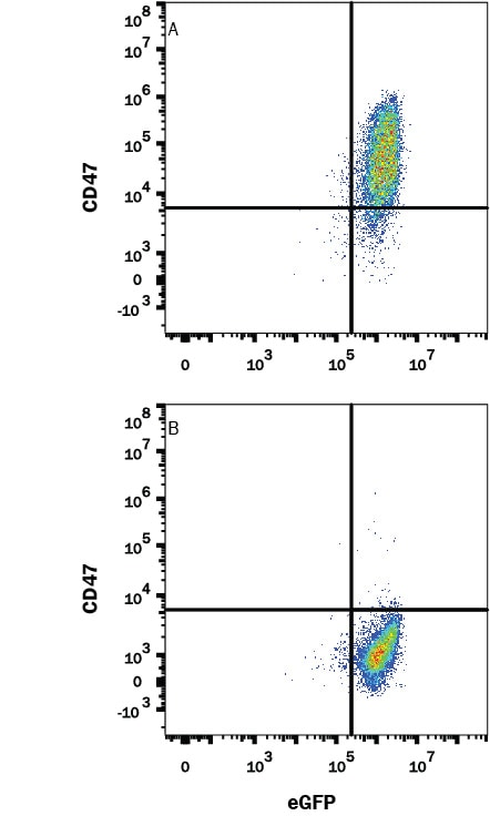 Detection of CD47 antibody in HEK293 Human Cell Line Transfected with Mouse CD47 and eGFP antibody by Flow Cytometry.