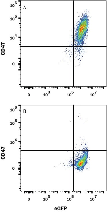 Detection of CD47 antibody in HEK293 Human Cell Line Transfected with Mouse CD47 and eGFP antibody by Flow Cytometry.