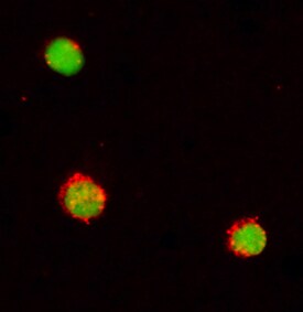 CD48/SLAMF2 antibody in Human PBMCs by Immunocytochemistry (ICC).