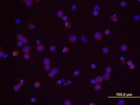 CD48/SLAMF2 antibody in Human PBMCs by Immunocytochemistry (ICC).