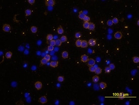 CD4 antibody in Human PBMCs by Immunocytochemistry (ICC).