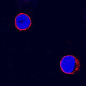 CD4 antibody in Canine PBMCs by Immunocytochemistry (ICC).