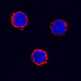 CD4 antibody in Canine PBMCs by Immunocytochemistry (ICC).