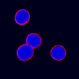 CD4 antibody in Mouse Splenocytes by Immunocytochemistry (ICC).