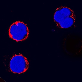 CD4 antibody in Canine PBMCs by Immunocytochemistry (ICC).