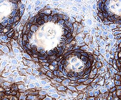 CD58/LFA‑3 antibody in Human Tonsil by Immunohistochemistry (IHC-P).