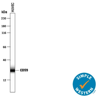 Detection of Human CD59 antibody by Simple WesternTM.