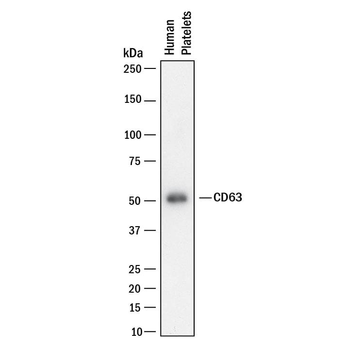 Detection of Human CD63 antibody by Western Blot.
