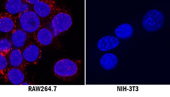 CD68/SR-D1 antibody in RAW 264 by Immunocytochemistry (ICC).7 and NIH-3T3 Mouse Cell Lines by Immunocytochemistry (ICC).