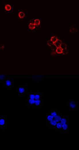 CD79B antibody in Mouse Splenocytes by Immunocytochemistry (ICC).