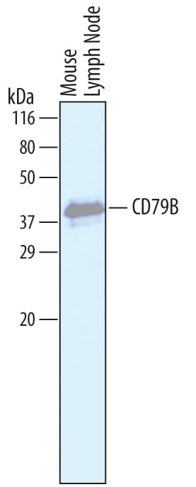 Detection of Mouse CD79B antibody by Western Blot.
