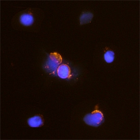 CD7 antibody in Human PBMCs by Immunocytochemistry (ICC).