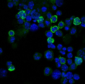 CD8a antibody in Mouse Splenocytes by Immunocytochemistry (ICC).