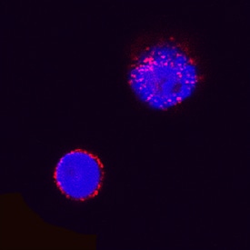 CD8a antibody in Canine PBMCs by Immunocytochemistry (ICC).