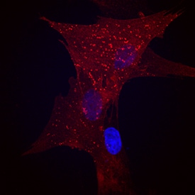 CD90/Thy1 antibody in Canine Mesenchymal Stem Cells by Immunocytochemistry (ICC).