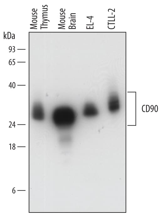 Detection of Mouse CD90/Thy1 antibody by Western Blot.