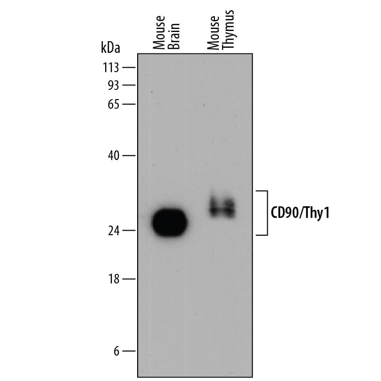 Detection of Mouse CD90/Thy1 antibody by Western Blot.