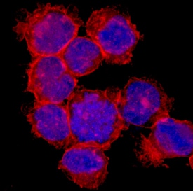 CD98 antibody in K562 Human Cell Line by Immunocytochemistry (ICC).