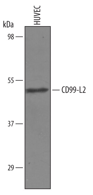 Detection of Human CD99-L2 antibody by Western Blot.