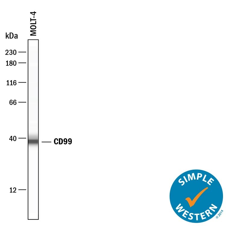 Detection of Human CD99 antibody by Simple WesternTM.