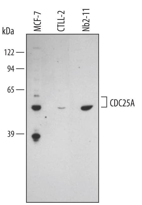 Detection of Human/Mouse/Rat CDC25A antibody by Western Blot.