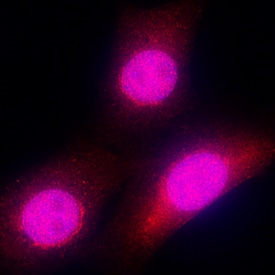 CDK2 antibody in 3T3-L1 Mouse Cell Line by Immunocytochemistry (ICC).