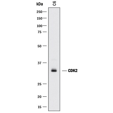 Detection of Rat CDK2 antibody by Western Blot.