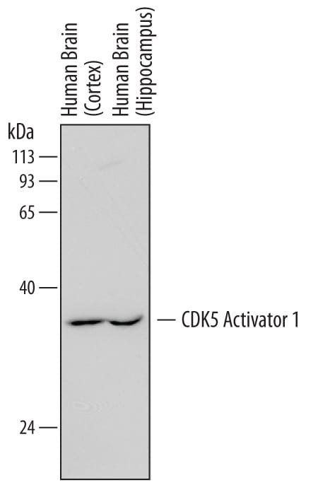 Detection of Human CDK5 Activator 1 antibody by Western Blot.