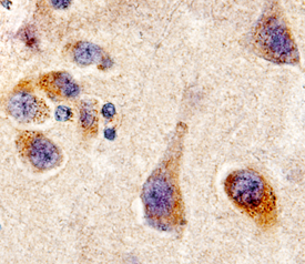 CDNF antibody in Human Brain by Immunohistochemistry (IHC-P).
