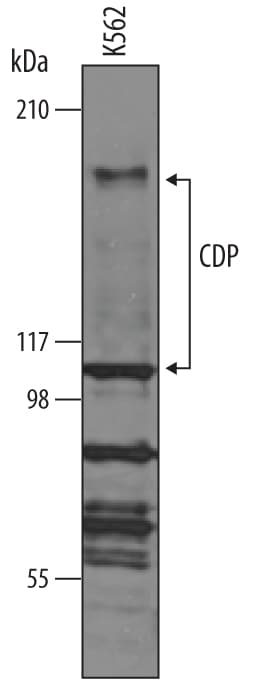 Detection of Human CDP/CUTL1 antibody by Western Blot.