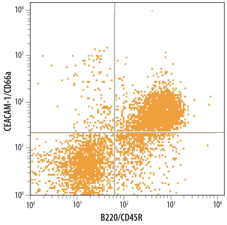 Detection of CEACAM-1 antibody in Mouse Splenocytes antibody by Flow Cytometry.