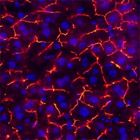 CEACAM-1/CD66a antibody in Mouse Liver by Immunohistochemistry (IHC-Fr).