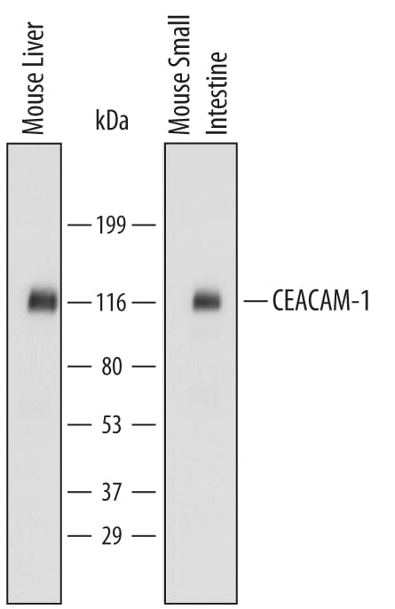 Detection of Mouse CEACAM-1/CD66a antibody by Western Blot.