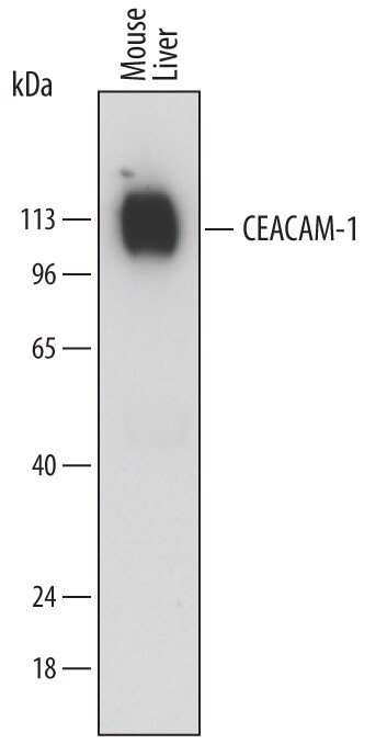 Detection of Mouse CEACAM-1/CD66a antibody by Western Blot.