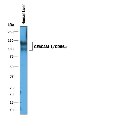 Detection of Human CEACAM-1/CD66a antibody by Western Blot.