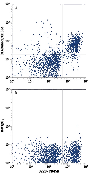 Detection of CEACAM‑1/CD66a antibody in Mouse Splenocytes antibody by Flow Cytometry.