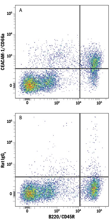 Detection of CEACAM‑1/CD66a antibody in Mouse Splenocytes antibody by Flow Cytometry.