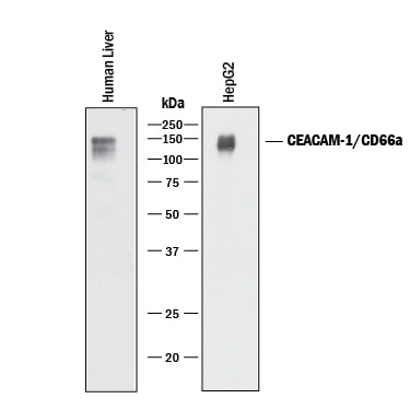 Detection of Human CEACAM-1/CD66a antibody by Western Blot.