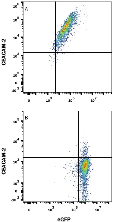 Detection of CEACAM-2 antibody in HEK293 Human Cell Line Transfected with Mouse CEACAM-2 and eGFP antibody by Flow Cytometry.